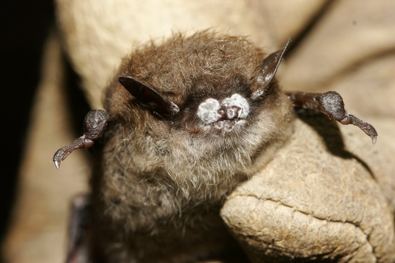 Little brown bat; close-up of nose with fungus, New York, Oct. 2008.